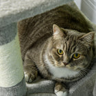 PawHut - Arbre à chat 56 po, tour avec condo, hamac - poteaux à griffer en sisal-Un design moderne avec des tons naturels, s’accordant bien avec la décoration existante 