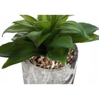 Monarch Specialties - Plante Artificielle - 6 po H - Succulent - En Pot - Ensemble De 2 - Feuilles Vertes - Pots En Ciment Gris-Garantie limitée de 5 ans contre les défauts du fabricant