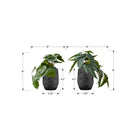Monarch Specialties - Plante Artificielle - 8 po H - Alocasie - Mis En Pot - Ensemble De 2 - Feuilles Vertes - Pots En Ciment Noir-Ces fausses plantes en pot, faciles à entretenir, sont fabriquées à partir de matériaux de haute qualité et ne nécessitent ni entretien ni arrosage, pour des accents décoratifs durables et respectueux de l'environnement qui dureront toute une vie