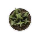 Monarch Specialties 6" Artificial Indoor Succulent Green Plants - Table - White Pots - Set of 3-7