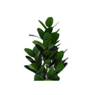 Monarch Specialties - Plante Artificielle - 28 po H - Arbre De Garcinia - Mis En Pot - Touche Réelle - Feuilles Vertes - Pot Noir-6