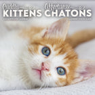 DateWorks 2026 16-Month Mini Wall Calendar - 7" x 7" - Cuddly Kittens - Bilingual-7.00" x 7.00"