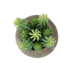 Monarch Specialties - 9364 Succulente Artificielle 8" de Haut - Pots en Ciment Brun - Ensemble de 2-Présentées dans des pots en ciment marron, chaque plante artificielle dispose d'une base minimaliste et solide qui complète les intérieurs modernes tout en mettant en valeur son aspect réaliste