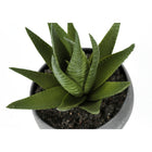 Monarch Specialties 6" Artificial Indoor Succulent Green Plants - Table - Grey Cement Pots - Set of 3-7