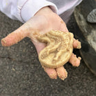 Yellow Door Dig and Discover - Triceratops & Spinosaurus-5