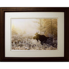 Algonquin Moose Framed by Andrew Collett-Work by renowned Canadian photographer Andrew Collett