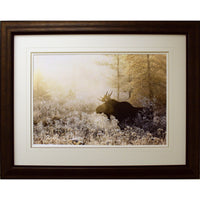 Algonquin Moose Framed by Andrew Collett-Work by renowned Canadian photographer Andrew Collett