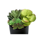 Monarch Specialties 7" Artificial Indoor Succulent Green Plants - Table - Glossy Black Pots - Set of 2-Assembled dimensions: 5.5 in. L x 4.5 in. W x 7 in. H: 4.5 in. L x 3.5 in. W x 6 in H