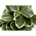 Monarch Specialties 14" Artificial Indoor Ficus - Table - White Pots - Set of 2-7