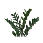 Monarch Specialties - Plante Artificielle - 29 po H - Arbre Zz - Mis En Pot - Touche Réelle - Feuilles Vertes - Pot Noir-6