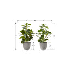 Monarch Specialties - Plante Artificielle - 14 po H - Ficus - Mis En Pot - Ensemble De 2 - Feuilles Vertes - Pots Gris-Ces fausses plantes de table faciles à entretenir sont fabriquées à partir de matériaux de la plus haute qualité et ne nécessitent ni entretien ni arrosage