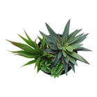 Monarch Specialties - Plante Artificielle - 7 po H - Succulent - En Pot - Ensemble De 2 - Plantes Vertes - Pots Noirs Brillants-6