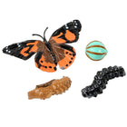 Insect Lore Butterfly Life Cycle Stages Figures-Animal studies