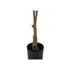Monarch Specialties - Plante Artificielle - 52 po H - Arbre À Caoutchouc - Mis En Pot - Touche Réelle - Feuilles Vertes - Pot Noir-Pas d'assemblage requis: dimensions du produit : 25 po en longueur x 27 po en largeur x 52 po en hauteur