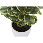 Monarch Specialties - Plante Artificielle - 14 po H - Ficus - Mis En Pot - Ensemble De 2 - Feuilles Vertes - Pots Blancs-Dimensions du produit : 9 po L x 10 po W x 14 po H (chaque plante)