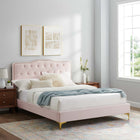 Modway Amber Performance Velvet Queen Platform Bed with Gold Metal Legs - Pink-Stain-Resistant Performance Velvet