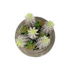 Monarch Specialties - 9364 Succulente Artificielle 8" de Haut - Pots en Ciment Brun - Ensemble de 2-Conçues comme un accent pour la maison ou le bureau, ces succulentes artificielles offrent la beauté de la verdure sans aucun entretien, pas d'arrosage, de lumière ou de soins nécessaires
