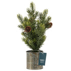General Supply Goods + Co - Arbre Artificiel Sur Pot En Étain, 12 po De Hauteur-Pot en étain