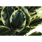 Monarch Specialties - Plante Artificielle - 47 po H - Chêne - Mis En Pot - Touche Réelle - Feuilles Vertes - Pot Noir-Garantie limitée de 5 ans contre les défauts de fabrication