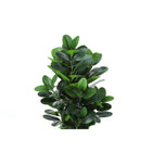 Monarch Specialties - Plante Artificielle - 31 po H - Arbre De Garcinia - Touche Réelle - Feuilles Vertes - Pot En Ciment Blanc-6