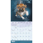 Sellers Publishing Inc. - Calendrier mural 2026 - Underwater Dogs - Anglais-4