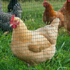 PawHut - Clôture en treillis métallique pour poulaillers et cages à lapins 98 pi x 3 pi-La clôture de protection pour volailles peut facilement être enroulée et stockée ou réutilisée 