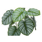 Monarch Specialties - Plante Artificielle - 24 po H - Calathée - Mis En Pot - Touche Réelle - Feuilles Vertes - Pot Noir-6