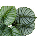 Monarch Specialties - Plante Artificielle - 24 po H - Calathée - Mis En Pot - Touche Réelle - Feuilles Vertes - Pot Noir-Garantie limitée de 5 ans contre les défauts du fabricant