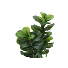 Monarch Specialties - Plante Artificielle - 41 po H - Arbre À Violons - Mis En Pot - Touche Réelle - Feuilles Vertes - Pot Noir-6