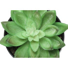 Monarch Specialties - Plante Artificielle - 6 po H - Succulent - Mis En Pot - Ensemble De 3 - Plantes Vertes - Pots Noirs-8