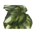 Monarch Specialties - Plante Artificielle - 13 po H - Monstera Calthea - Mis En Pot - Ensemble De 2 - Feuilles Vertes - Pots Noirs-7