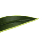 Monarch Specialties - Plante Artificielle - 47 po H - Arbre De Dracaena - Mis En Pot - Touche Réelle - Feuilles Vertes - Pot Noir-Garantie limitée de 5 ans contre les défauts de fabrication