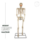 GEMMY 10' Poseable Skeleton with Lit Eyes-5
