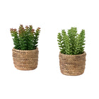 Monarch Specialties 9367 7" Tall Artificial Succulents - Brown Cement Pots - Set of 2-This set of 2 artificial plants features 7" tall artificial succulents designed to enhance any table in your home or office