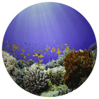 TickiT Under the Sea Discovery Play Mat-Fascinating visual stimulation: This playmat features a detailed image of an ocean-floor landscape. Give children a colorful, stimulating background for open-ended play