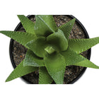Monarch Specialties - Plante Artificielle - 6 po H - Succulent - Mis En Pot - Ensemble De 3 - Plantes Vertes - Pots Noirs-9