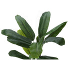 Monarch Specialties - Plante Artificielle - 55 po H - Bananier - Mis En Pot - Touche Réelle - Feuilles Vertes - Pot Noir-6