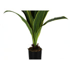 Monarch Specialties 47" Artificial Indoor Dracaena Tree - Floor - Black Pot-No assembly required: product dimensions: 31.5 in. L x 31.5 in. W x 47.25 in. H