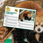Prime 3D Red Panda - 500 Pieces-Completed puzzle size: 24 x 18 inches / 61 x 46 cm