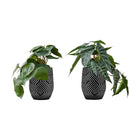 Monarch Specialties - Plante Artificielle - 8 po H - Alocasie - Mis En Pot - Ensemble De 2 - Feuilles Vertes - Pots En Ciment Noir-Transformez n'importe quel espace en oasis avec ce lot de 2 plantes artificielles d'Alocasia qui mesurent jusqu'à 8 pouces de haut, ajoutant une verdure vibrante à votre maison ou à votre bureau