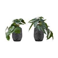 Monarch Specialties - Plante Artificielle - 8 po H - Alocasie - Mis En Pot - Ensemble De 2 - Feuilles Vertes - Pots En Ciment Noir-Transformez n'importe quel espace en oasis avec ce lot de 2 plantes artificielles d'Alocasia qui mesurent jusqu'à 8 pouces de haut, ajoutant une verdure vibrante à votre maison ou à votre bureau