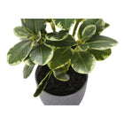 Monarch Specialties 14" Artificial Indoor Ficus - Table - Grey Pots - Set of 2-No assembly required and backed by a 5 year limited warranty against any defects for a sustainable and environmentally friendly decorative accent