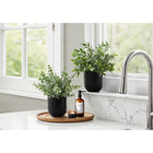 Monarch Specialties - Plante Artificielle - 11 po H - Herbe D'Eucalyptus - En Pot - Ensemble De 2 - Feuilles Vertes - Pots Noirs-Potées pour leur commodité dans de solides pots noirs de 5 po, ces plantes d'intérieur artificielles ont des feuilles réglables avec des nuances vertes variées qui créent un look et une sensation réalistes