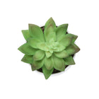 Monarch Specialties - Plante Artificielle - 6 po H - Succulent - Mis En Pot - Ensemble De 3 - Plantes Vertes - Pots Blancs-8