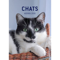 Modus Vivendi 2026 Agenda - Cats-January To December