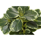 Monarch Specialties - Plante Artificielle - 14 po H - Ficus - Mis En Pot - Ensemble De 2 - Feuilles Vertes - Pots Gris-6