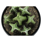 Monarch Specialties - Plante Artificielle - 6 po H - Succulent - Mis En Pot - Ensemble De 3 - Plantes Vertes - Pots Noirs-7