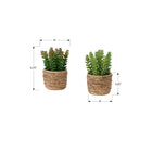 Monarch Specialties 9367 7" Tall Artificial Succulents - Brown Cement Pots - Set of 2-Backed by a 5-year limited warranty, these artificial plants are designed for lasting confidence and durability