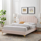 Modway Sienna Performance Velvet Queen Platform Bed with Gold Metal Legs - Pink-Stain-Resistant Performance Velvet