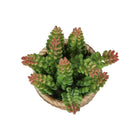 Monarch Specialties 9367 7" Tall Artificial Succulents - Brown Cement Pots - Set of 2-Crafted from high-quality materials, these artificial succulents offer the beauty of greenery with no maintenance required